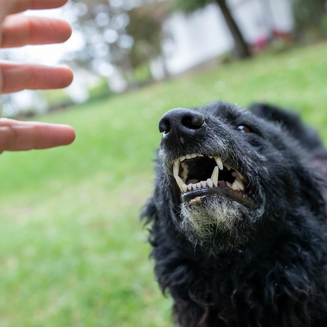 Dog Bites